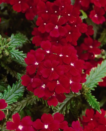 Вербена гибридная (Verbena hybrida)