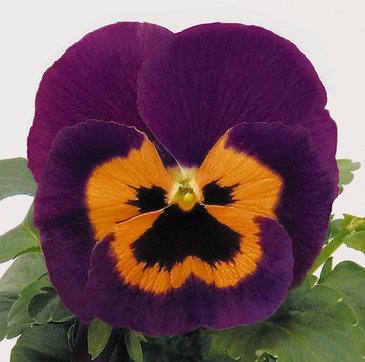 Виола виттрока (Viola wittrockiana)