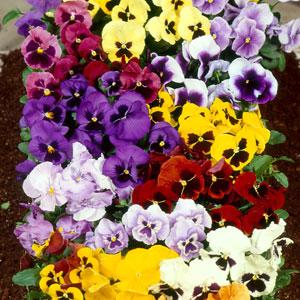 Виола виттрока (Viola wittrockiana) Виола виттрока (Viola wittrockiana)