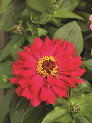 Цинния изящная (Zinnia elegans)