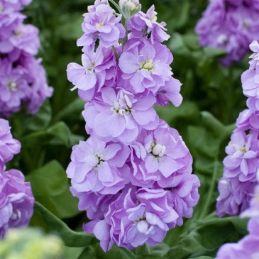 Левкой седой (Matthiola incana)
