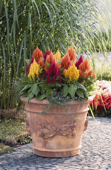 Целозия метельчатая (Celosia plumosa)
