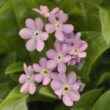 Незабудка лесная (Myosotis sylvatica)