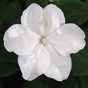 Бальзамин Уоллера (Impatiens walleriana) Бальзамин Уоллера (Impatiens walleriana)