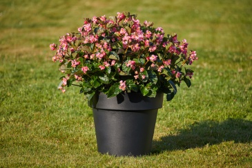 Бегония гибридная (зеленая листва) (Begonia interspecific)