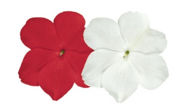 Бальзамин Уоллера (Impatiens walleriana) Бальзамин Уоллера (Impatiens walleriana)