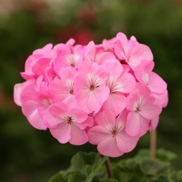 Герань (пеларгония садовая) (Pelargonium x hortorum)
