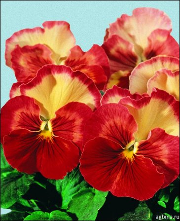 Виола Виттрока (Viola wittrockiana)
