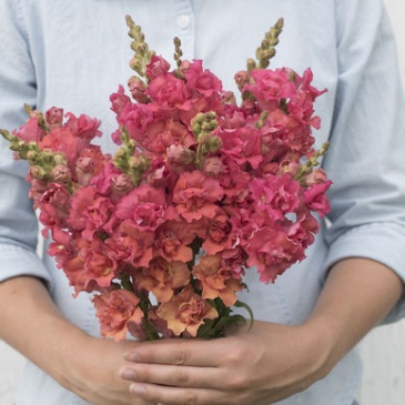 Львиный зев (Антирринум) махровый (Antirrhinum majus)