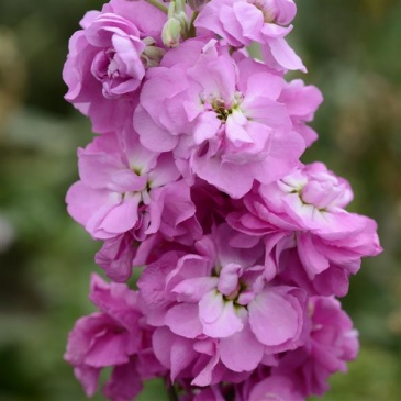 Левкой седой (Matthiola incana)