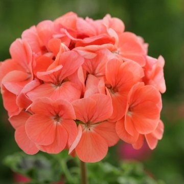 Герань (пеларгония садовая) (Pelargonium x hortorum)