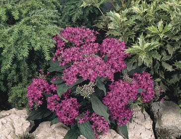 Пентас ланцетовидный (Pentas lanceolata)
