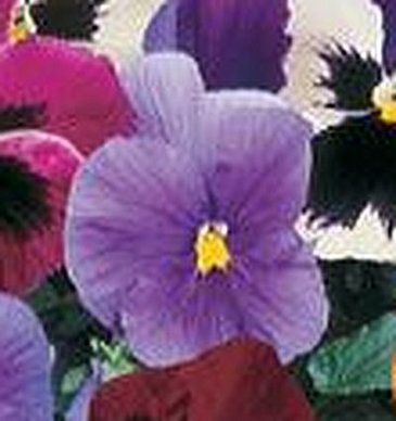 Виола Виттрока (Viola wittrockiana) Виола Виттрока (Viola wittrockiana)