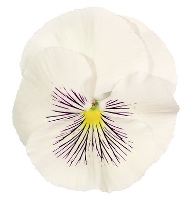 Виола виттрока (Viola wittrockiana)