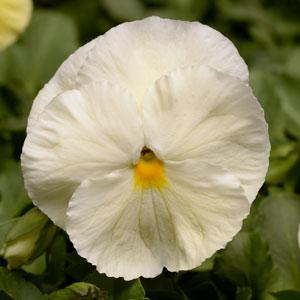 Виола виттрока (Viola wittrockiana) Виола виттрока (Viola wittrockiana)