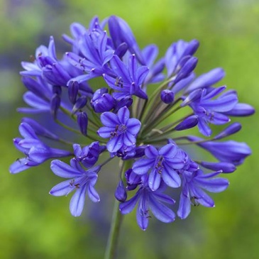 Агапантус африканский (Agapanthus africanus)