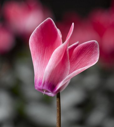 Цикламен персидский (Cyclamen persicum)