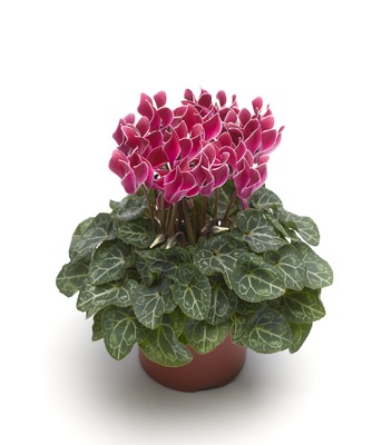 Цикламен персидский (Cyclamen persicum)