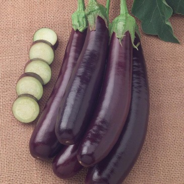 Баклажан (Solanum melongena) Баклажан (Solanum melongena)