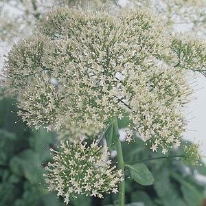 Трахелиум синий (Trachelium caeruleum) Трахелиум синий (Trachelium caeruleum)