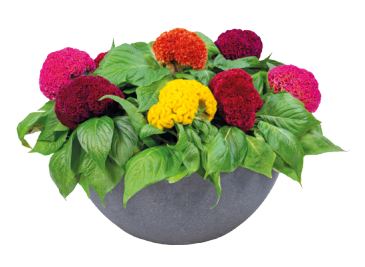 Целозия гребенчатая (Celosia cristata)