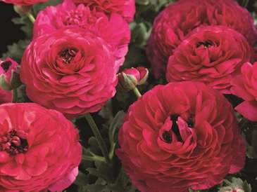 Лютик азиатский (Ranunculus asiaticus)