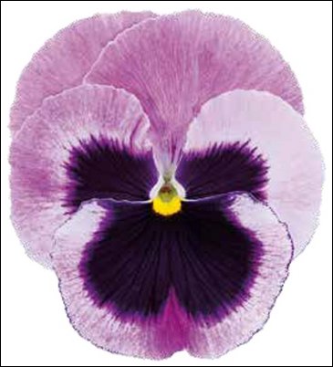 Виола Виттрока (Viola wittrockiana)