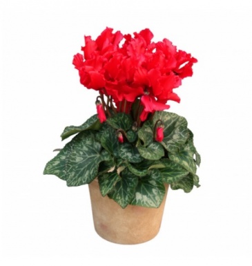 Цикламен персидский (Cyclamen persicum)