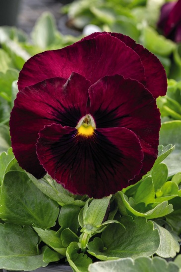 Виола виттрока (Viola wittrockiana) Виола виттрока (Viola wittrockiana)