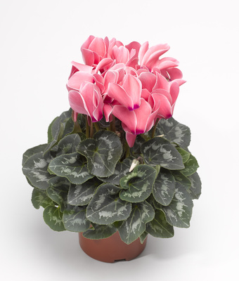 Цикламен персидский (Cyclamen persicum)