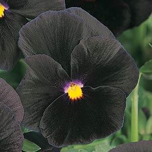 Виола Виттрока (Viola wittrockiana)