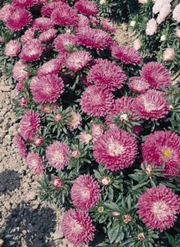 Астра китайская (Callistephus chinensis)