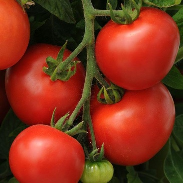 Томат (Lycopersicon esculentum)