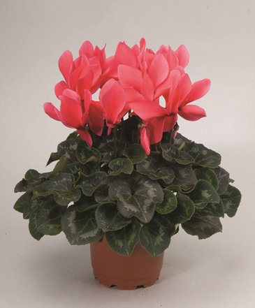 Цикламен персидский (Cyclamen persicum)