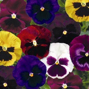 Виола Виттрока (Viola wittrockiana) Виола Виттрока (Viola wittrockiana)