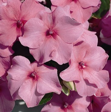 Бальзамин Уоллера (Impatiens walleriana)