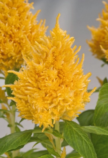Целозия метельчатая (Celosia plumosa) Целозия метельчатая (Celosia plumosa)