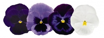 Виола виттрока (Viola wittrockiana) Виола виттрока (Viola wittrockiana)