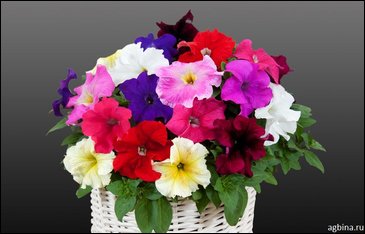 Петуния ампельная гибридная (Petunia x hybrida)