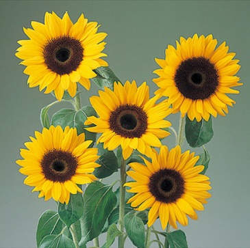 Подсолнечник летний (Helianthus annuus)