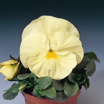 Виола Виттрока (Viola wittrockiana) Виола Виттрока (Viola wittrockiana)