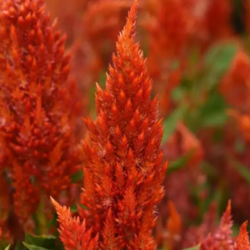 Целозия метельчатая (Celosia plumosa) Целозия метельчатая (Celosia plumosa)