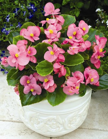 Бегония вечноцветущая (зеленая листва) (Begonia semperflorens)