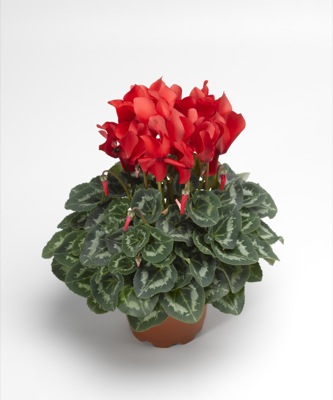 Цикламен персидский (Cyclamen persicum)