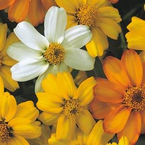Цинния узколистная (Хаге) (Zinnia angustifolia (haageana)) Цинния узколистная (Хаге) (Zinnia angustifolia (haageana))