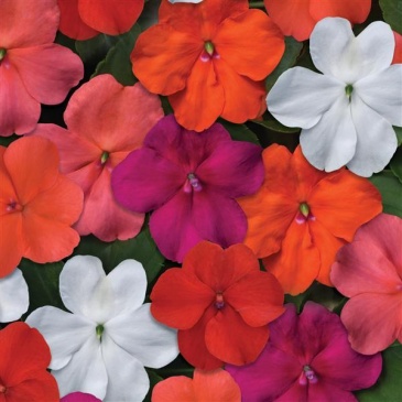 Бальзамин Уоллера (Impatiens walleriana) Бальзамин Уоллера (Impatiens walleriana)