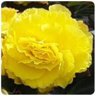 Бегония клубневая махровая (Begonia tuberhybrida)