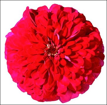 Цинния изящная (Zinnia elegans)