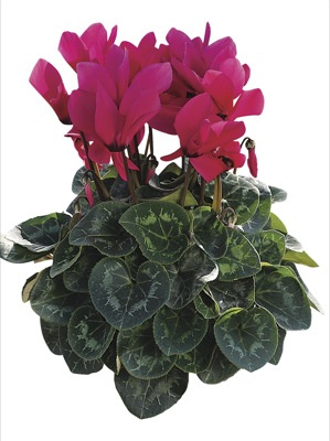 Цикламен персидский (Cyclamen persicum)