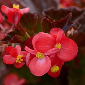 Бегония гибридная (зеленая листва) (Begonia hybrida)
